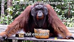 ano_orangotango (1)